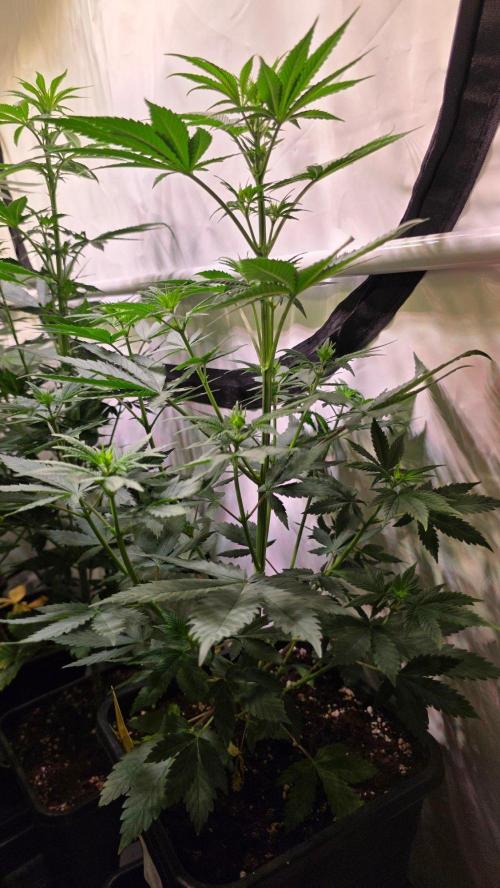 Banana Kush. Week 7