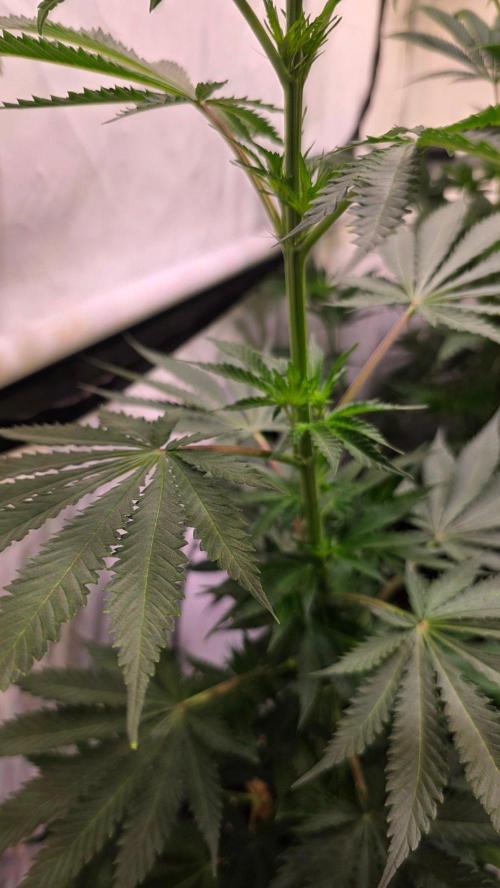 Mango Crack. Week 7