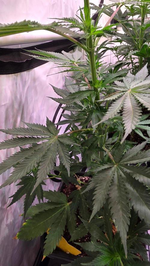 Mango Crack. Week 7