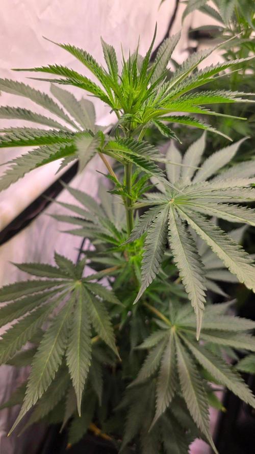 Mango Crack. Week 7