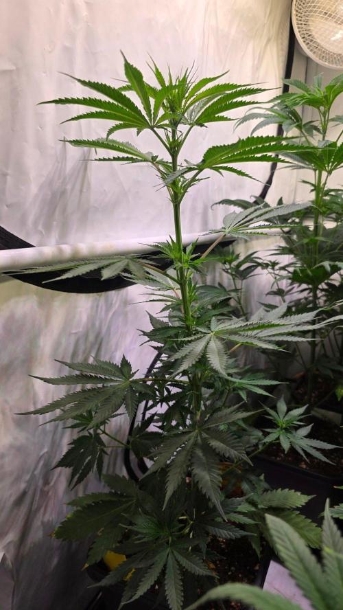 Mango Crack. Week 7