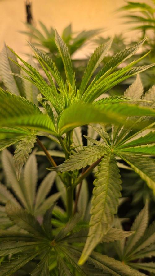 Karibean Mango. Week 7