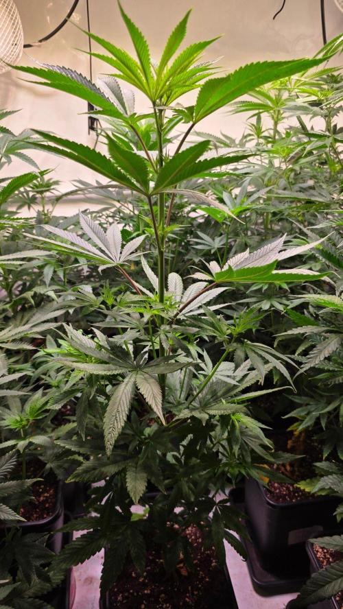 Karibean Mango. Week 7