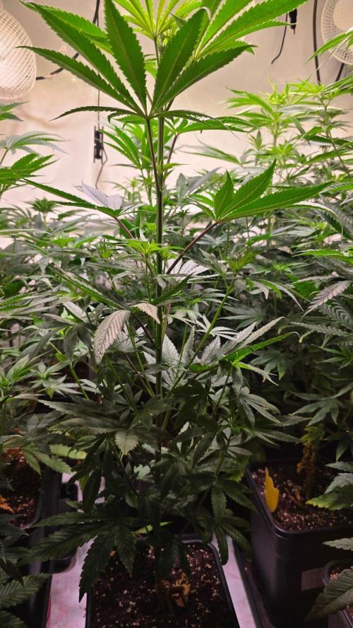 Karibean Mango. Week 7