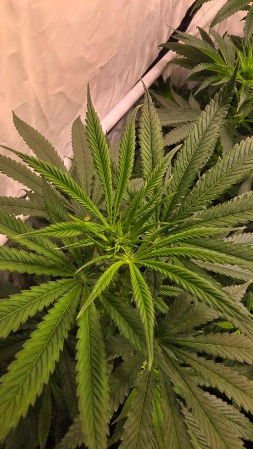 Orange Biscuite. Week 7