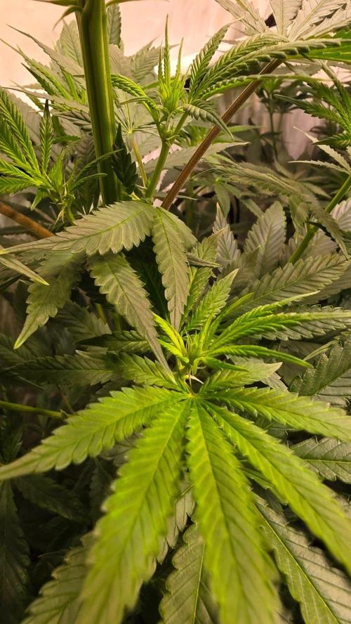 Orange Biscuite. Week 7