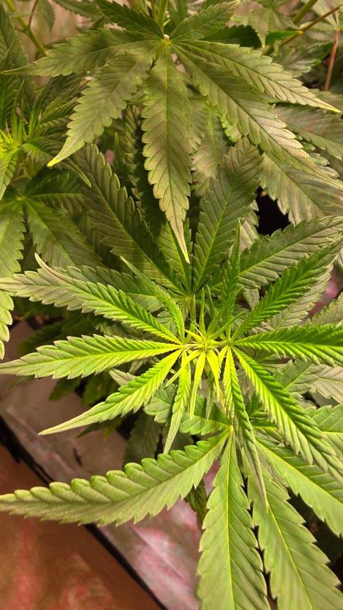 Orange Biscuite. Week 7