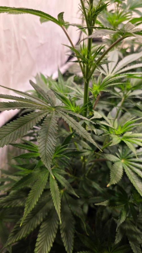 Orange Biscuite. Week 7