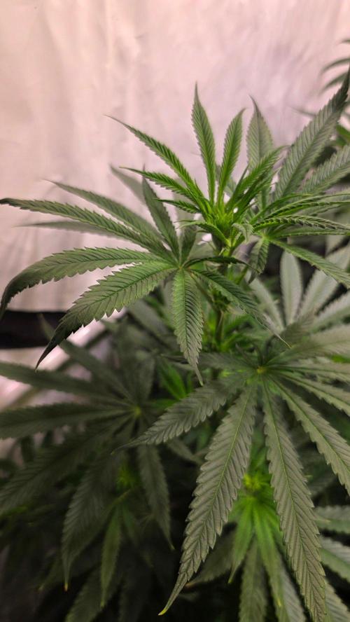 Orange Biscuite. Week 7