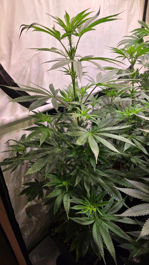 Orange Biscuite. Week 7