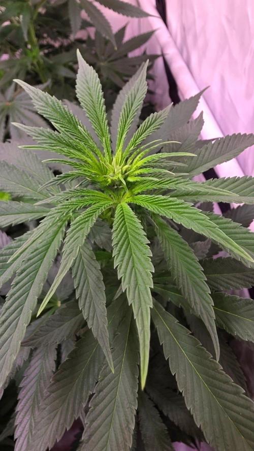 Grease Monkey. Week 7