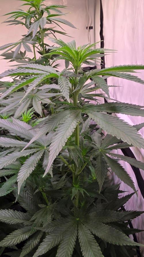 Grease Monkey. Week 7