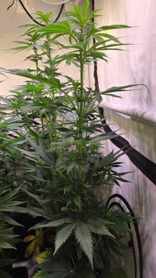 Grease Monkey. Week 7