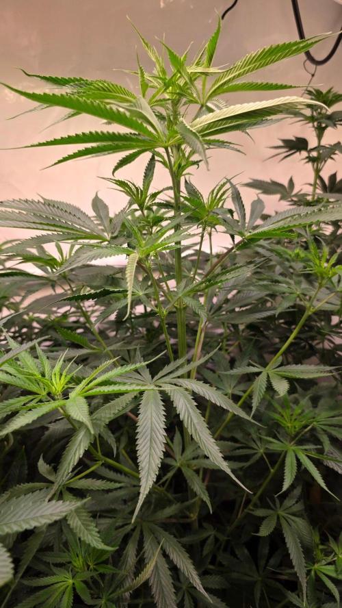 Shiska Lemonade. Week 7