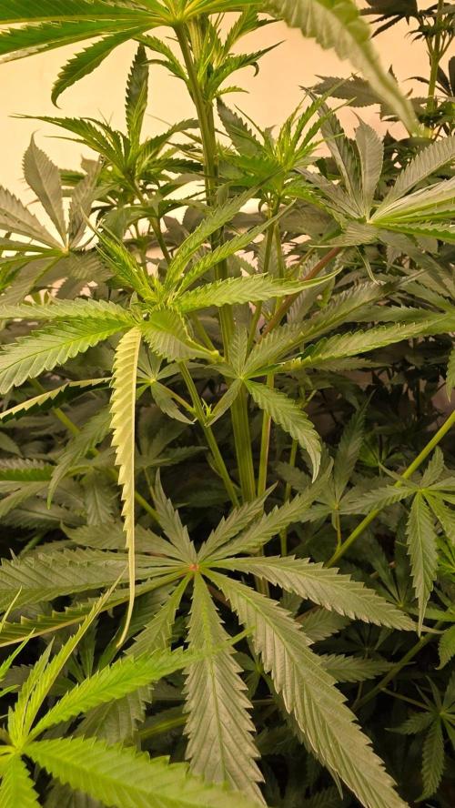 Shiska Lemonade. Week 7