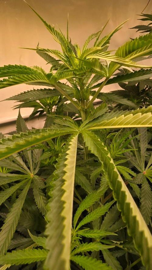Shiska Lemonade. Week 7