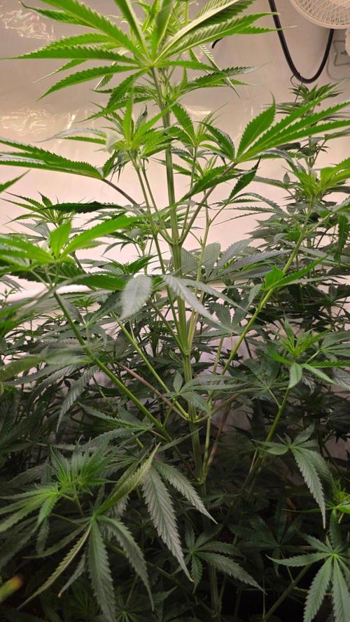 Shiska Lemonade. Week 7