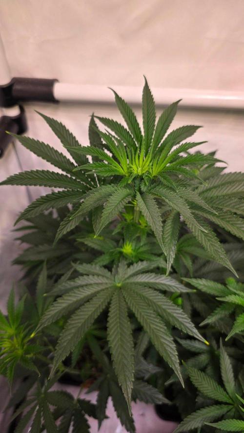 Blue Pirat. Week 7