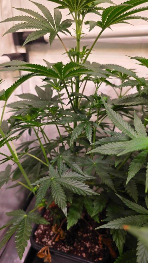 Blue Pirat. Week 7