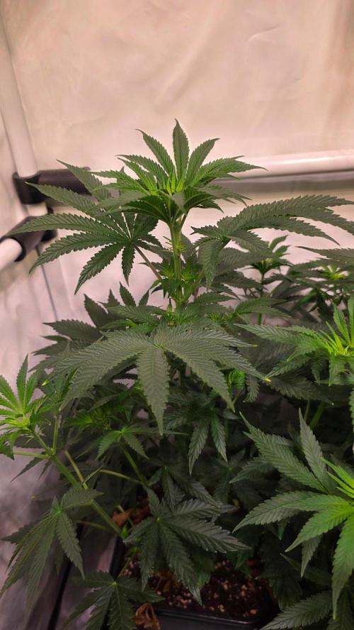Blue Pirat. Week 7