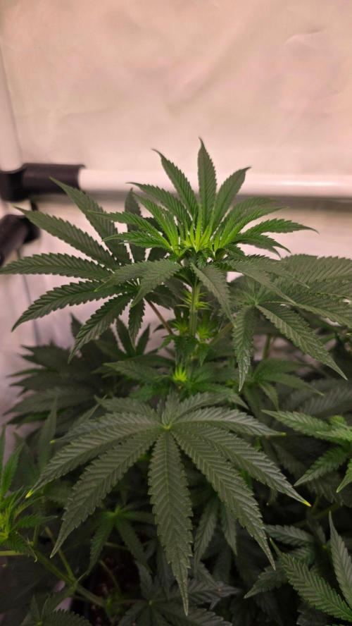 Blue Pirat. Week 7