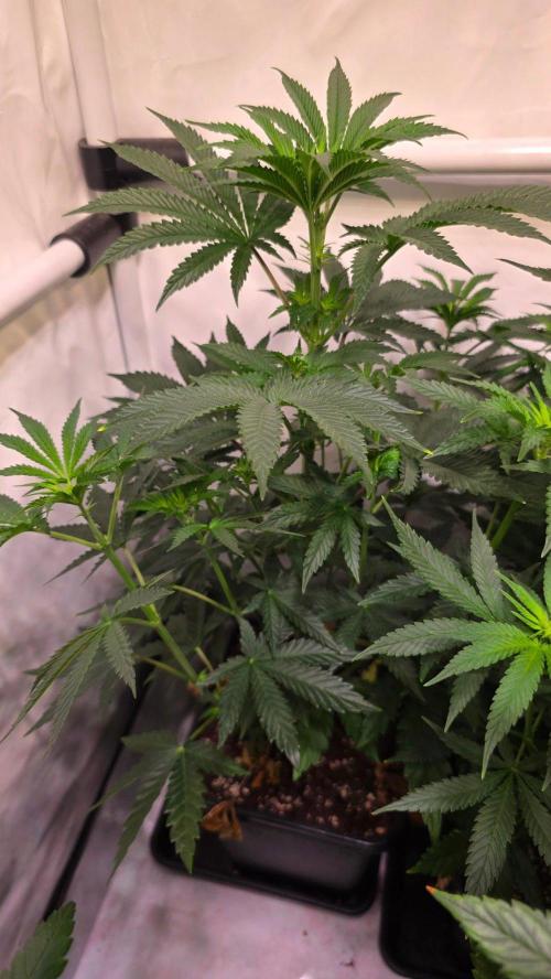 Blue Pirat. Week 7
