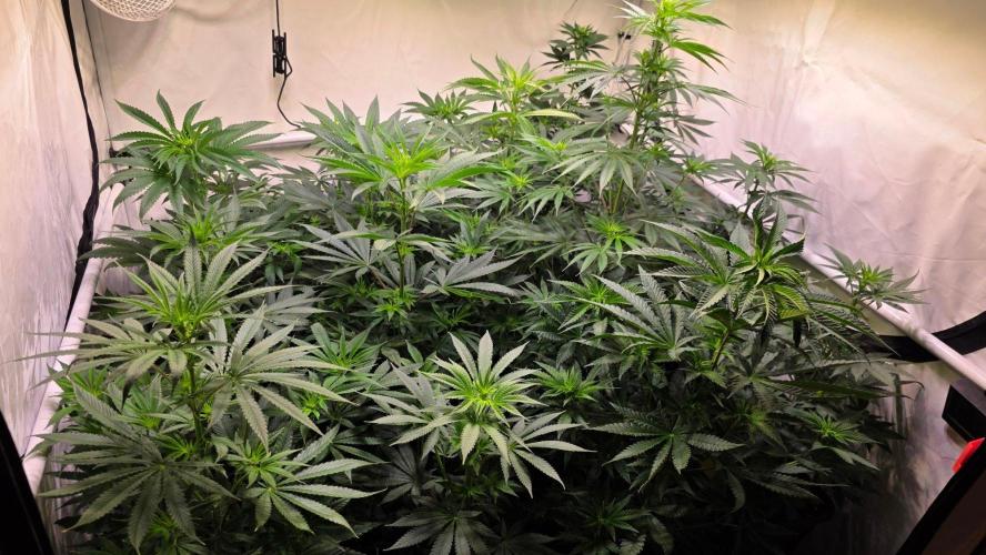 Banana Brawler. Week 7