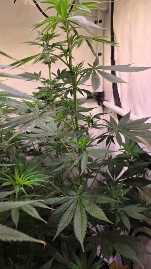 Banana Brawler. Week 7