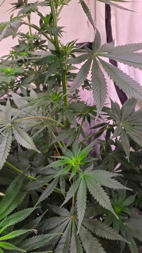 Banana Brawler. Week 7