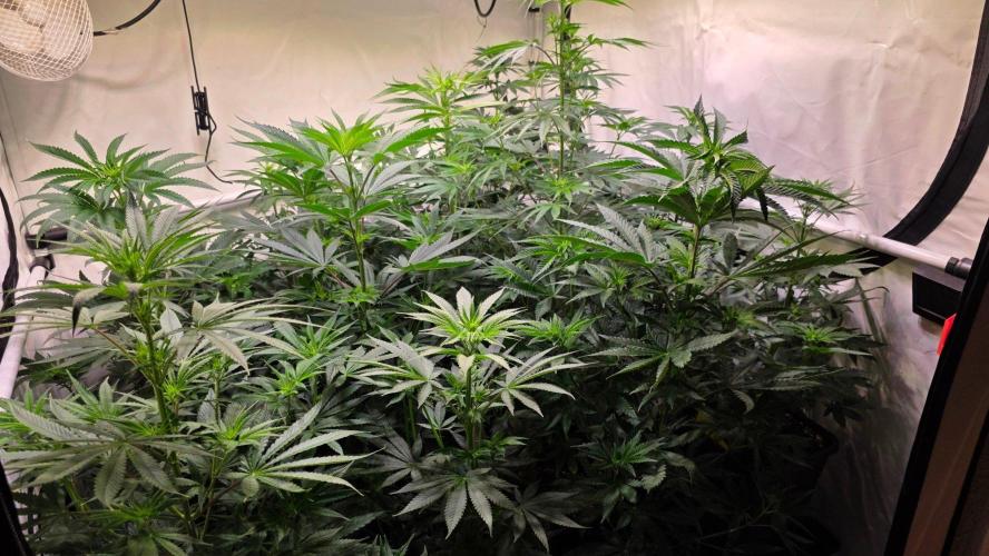 Isla mirage. Week 7