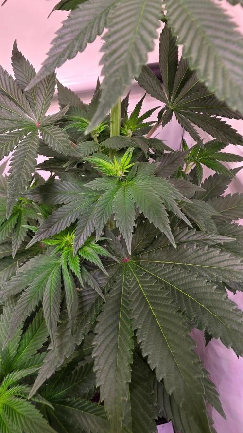 Isla mirage. Week 7