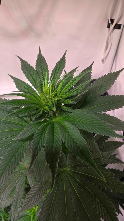 Isla mirage. Week 7