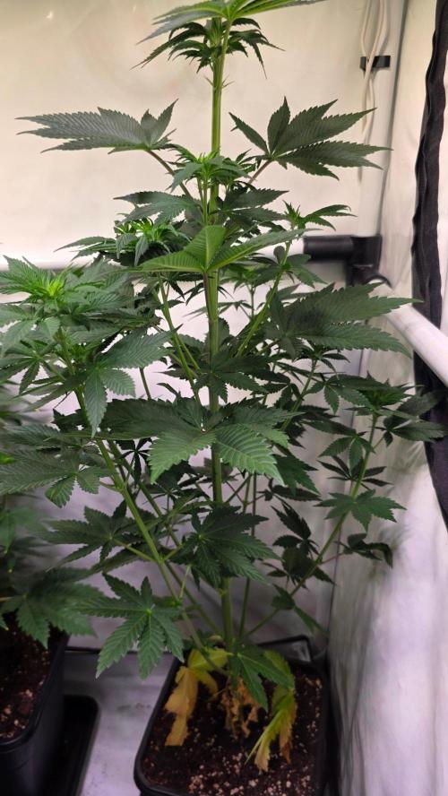 Isla mirage. Week 7