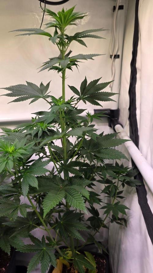 Isla mirage. Week 7