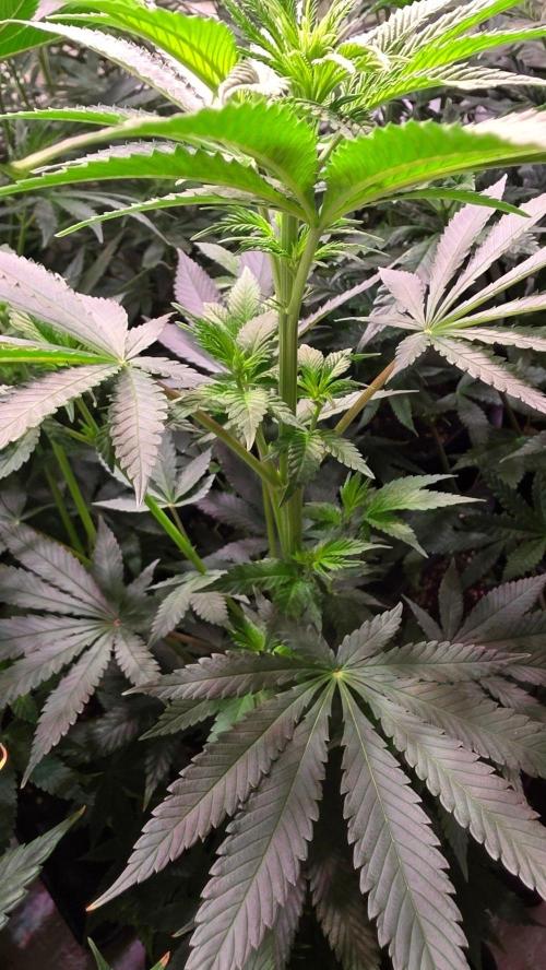 Mexican Sativa. Week 7