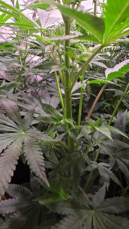 Mexican Sativa. Week 7