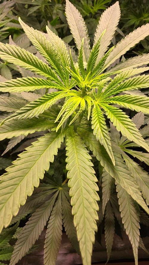 Mexican Sativa. Week 7