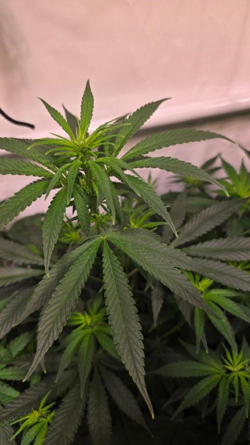 Clementine Slush. Week 7