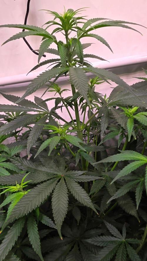 Clementine Slush. Week 7