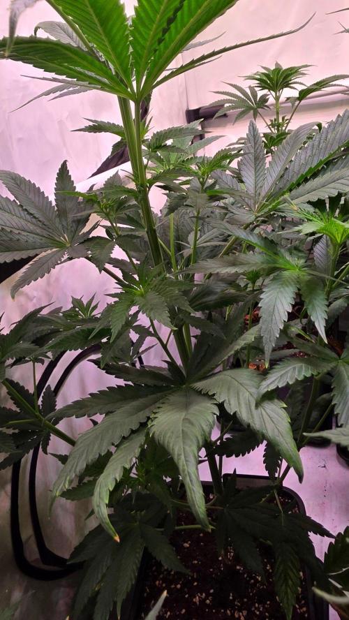 Chikita Manzana. Week 7