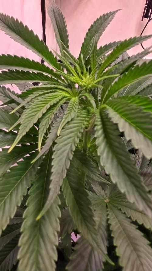 Chikita Manzana. Week 7
