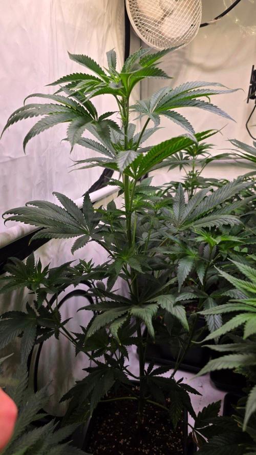 Chikita Manzana. Week 7