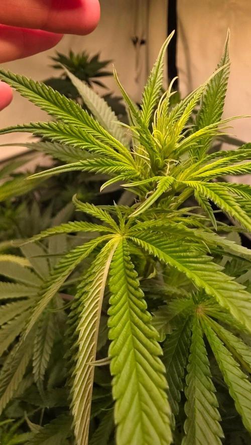 Honey Dipper. Week 7