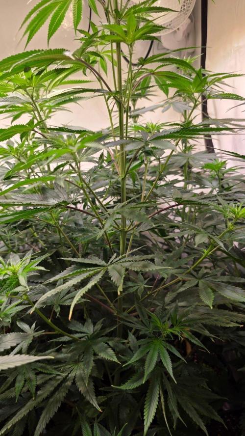 Honey Dipper. Week 7