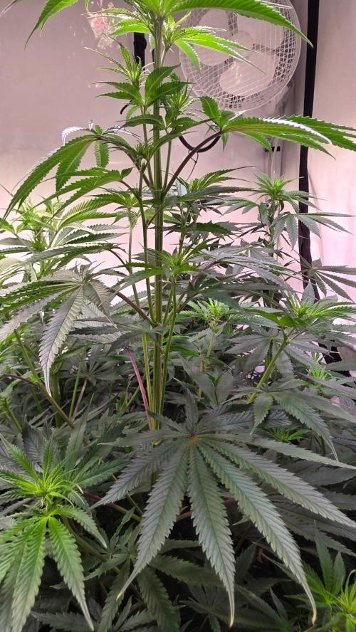 Honey Dipper. Week 7