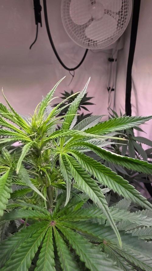 Honey Dipper. Week 7