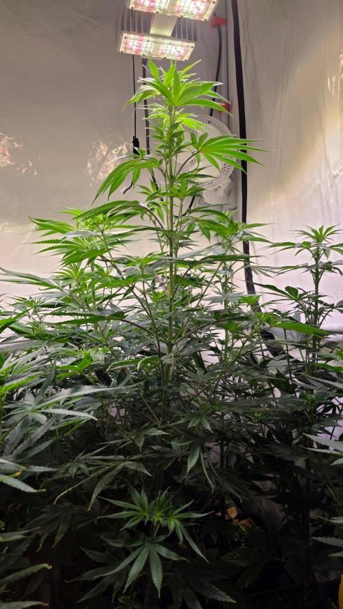 Honey Dipper. Week 7