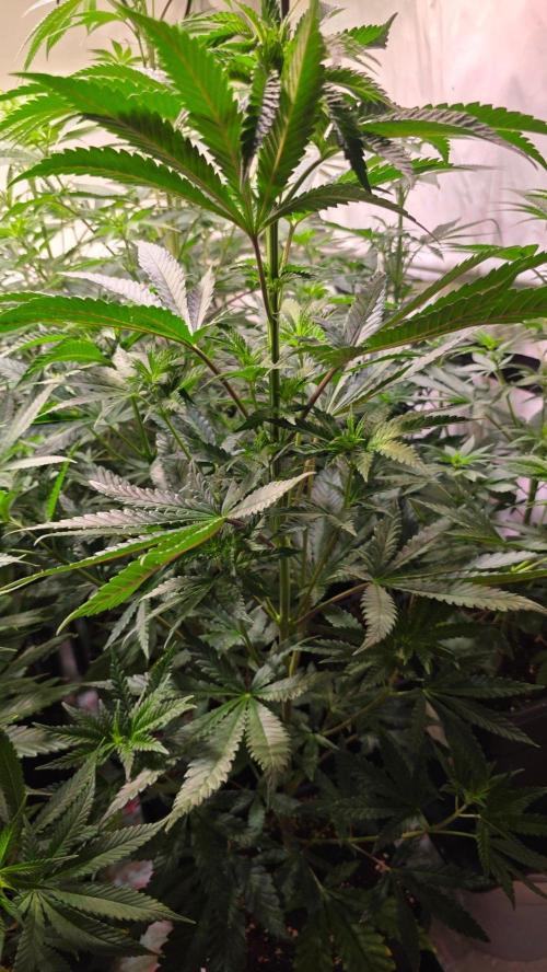 Ztrawberry. Week 7