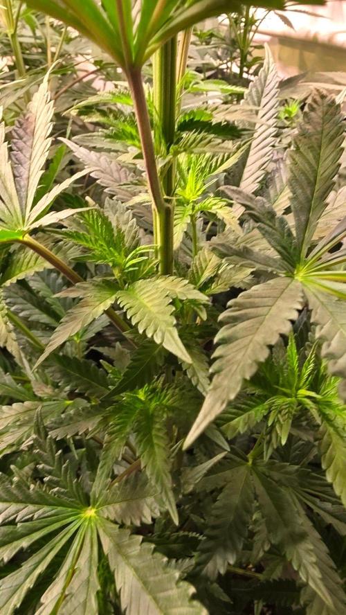 Ztrawberry. Week 7