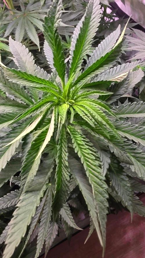Ztrawberry. Week 7